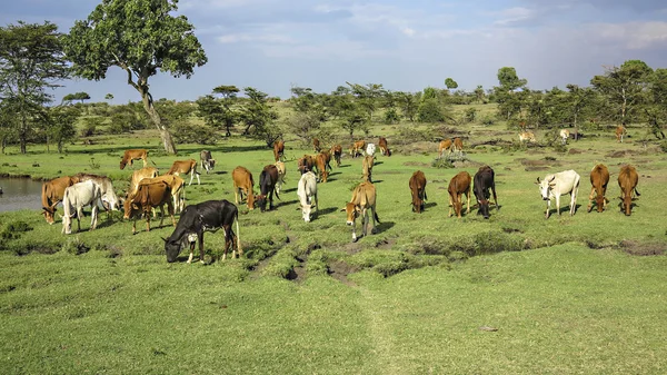 Koeien en cattles in Masai Mara Nationaal Park. — Stockfoto