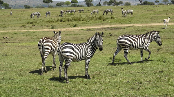 Zebra no Parque Nacional Masai Mara . — Fotografia de Stock