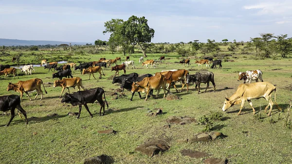 Выпас коров в национальном парке Масаи Мара — стоковое фото
