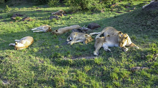 Aslan ailesi Masai Mara Ulusal parkta rahatlatır. — Stok fotoğraf