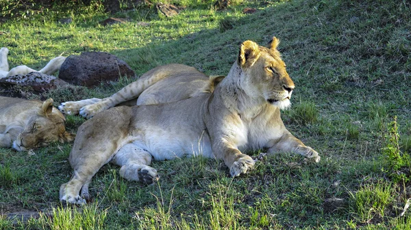 Львы отдыхают в Национальном парке Масаи Мара . — стоковое фото