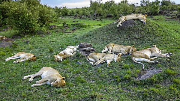 Familia de leones se relaja en el Parque Nacional Masai Mara . — Foto de Stock