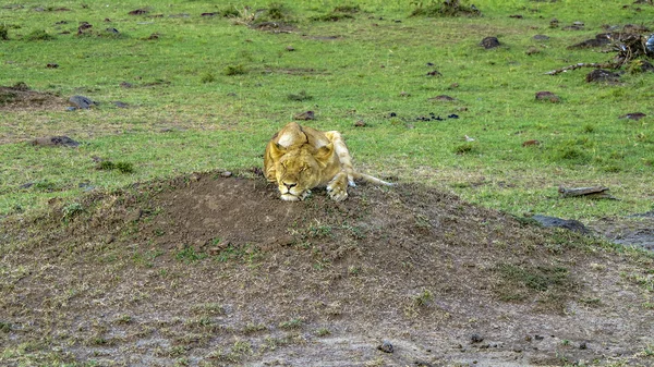 Aslan ailesi Masai Mara Ulusal parkta rahatlatır. — Stok fotoğraf