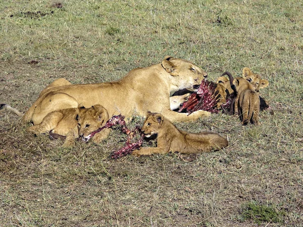 Familia de leones comiendo en el Parque Nacional Masai Mara . — Foto de Stock