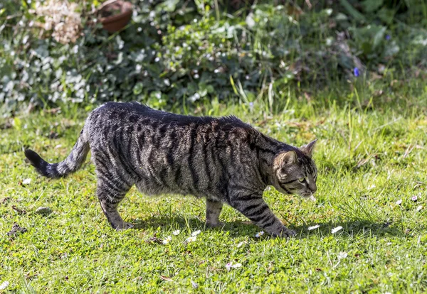 Tigre gato passeia no jardim sob o sol — Fotografia de Stock