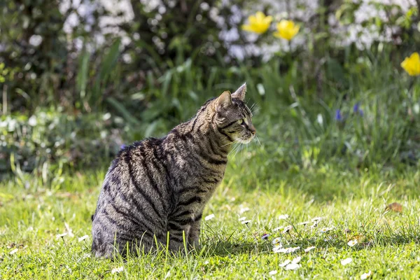 Тигр кот расслабляется на зеленой траве на солнце — стоковое фото