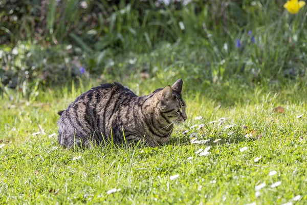 Tiger cat relaxuje na zelené trávě na slunci — Stock fotografie