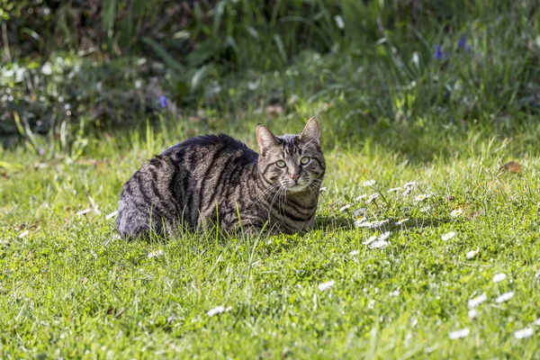 太陽の下で緑の芝生でくつろぐトラ猫 — ストック写真