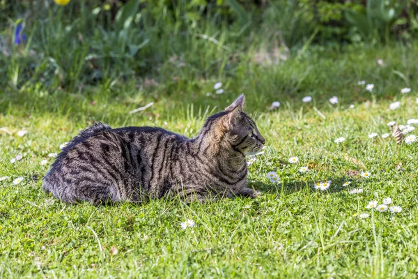 Tigre gato relaxa na grama verde ao sol — Fotografia de Stock