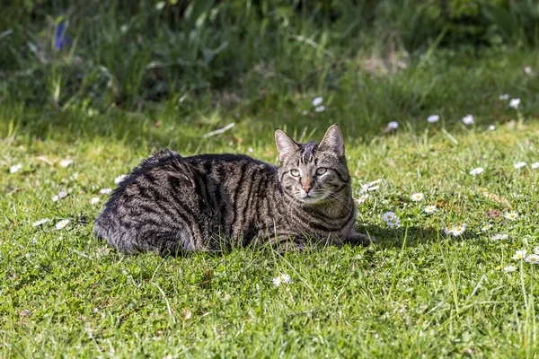 Tigre gato relaxa na grama verde ao sol — Fotografia de Stock