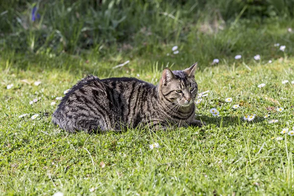 虎猫放松在绿色的草地，在阳光下 — 图库照片