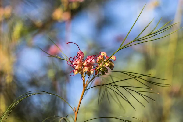 Grevillea Blume in der Sonne — Stockfoto