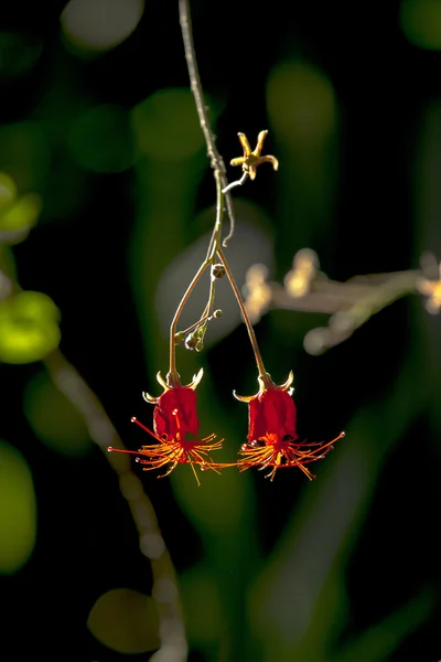 붉은 히 비 스커 스 꽃을 피 — 스톡 사진