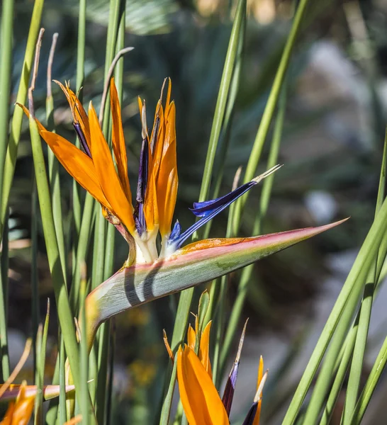 Bird of Paradise — Stock Photo, Image