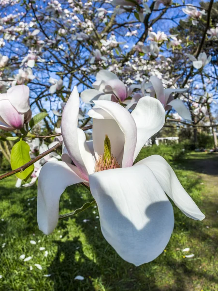 Magnolia bomen onder de blauwe hemel — Stockfoto