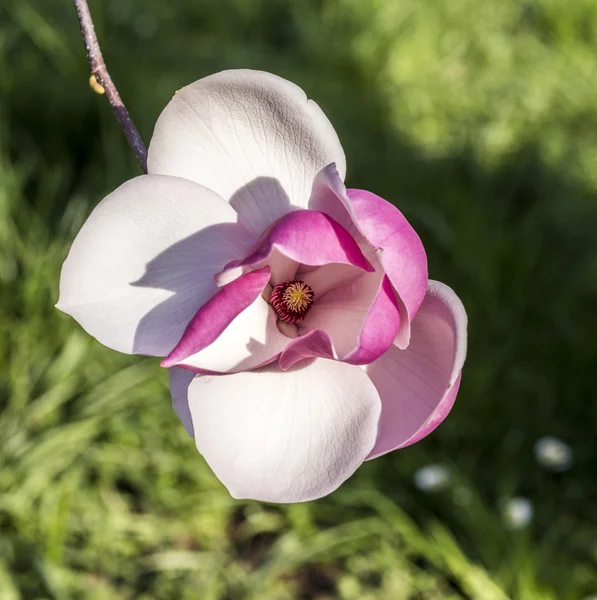 Magnolia arbres sous le ciel bleu — Photo