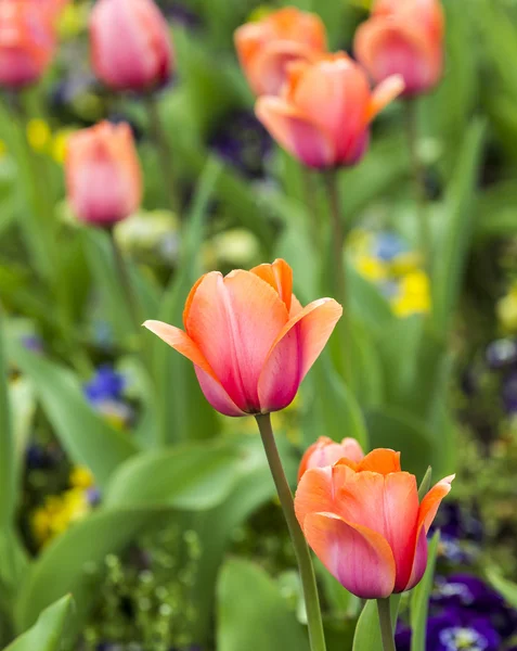 Beautiful blooming red and pink tulips — Stock Photo, Image