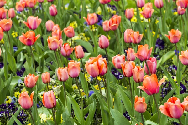 Krásné kvetoucí červené a růžové tulipány — Stock fotografie