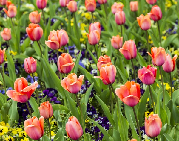 Красивые цветущие красные и розовые тюльпаны — стоковое фото