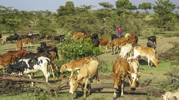 Pastore con le sue mucche al pascolo a Masai Mara — Foto Stock