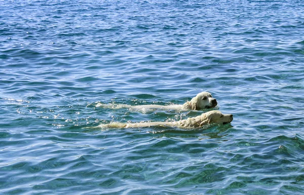 Cães gostam de nadar no oceano — Fotografia de Stock