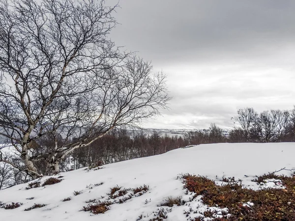 Paisagem na Noruega sob neve — Fotografia de Stock