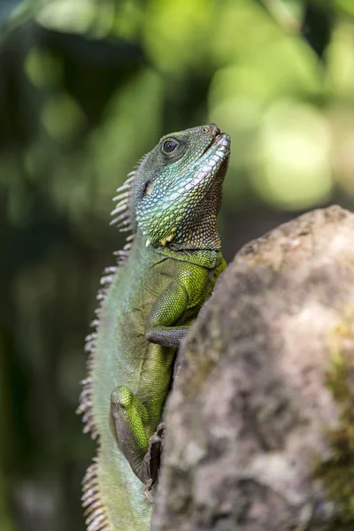 Lagarto en una roca en la zona tropical — Foto de Stock