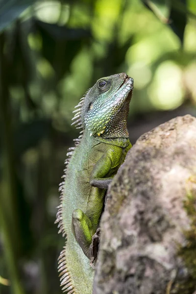 Lagarto en una roca en la zona tropical — Foto de Stock