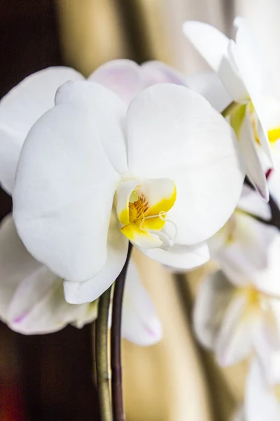 백색 orchidflowers 백색 난초의 꽃 — 스톡 사진