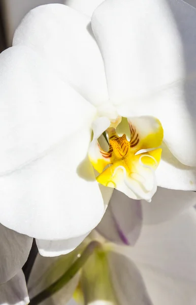 Flores de orquídea brancaFlores de orquídea branca — Fotografia de Stock