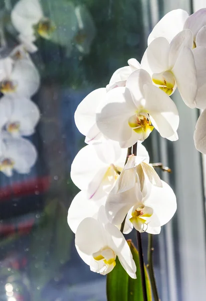 Орхидея На Окне Фото