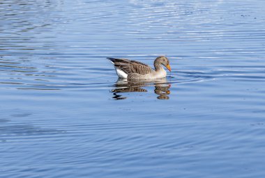 İngiliz Bahçesi Gölde ördekler zevk 