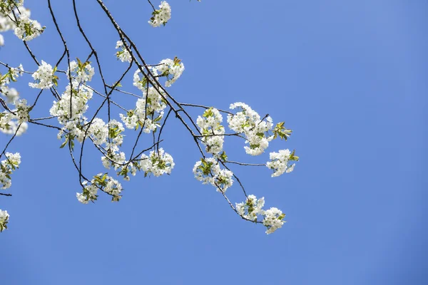 Árvore de maçã ramo florescente e céu — Fotografia de Stock