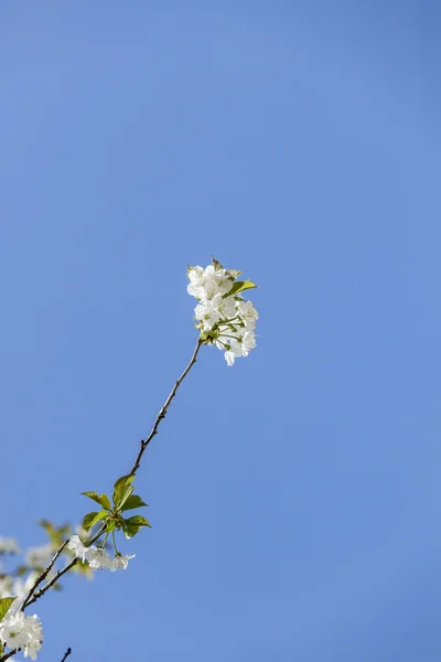 Elma ağacı çiçek açan dalı ve gökyüzü — Stok fotoğraf