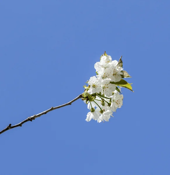 Árvore de maçã ramo florescente e céu — Fotografia de Stock