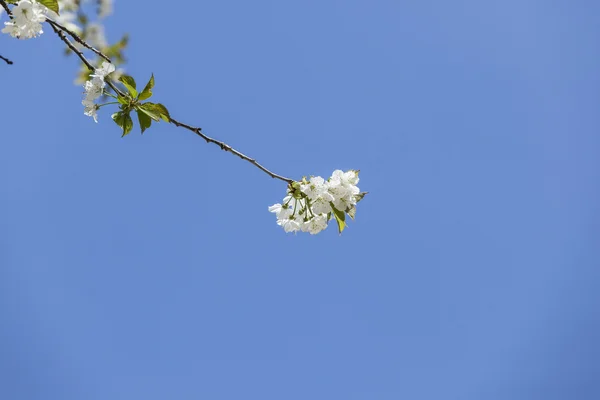 Apple tree blooming branch and sky — Stock Photo, Image