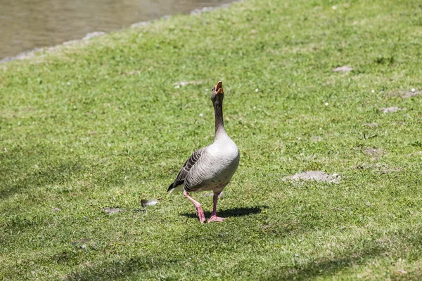 Patos desfrutar da grama verde no jardim inglês — Fotografia de Stock