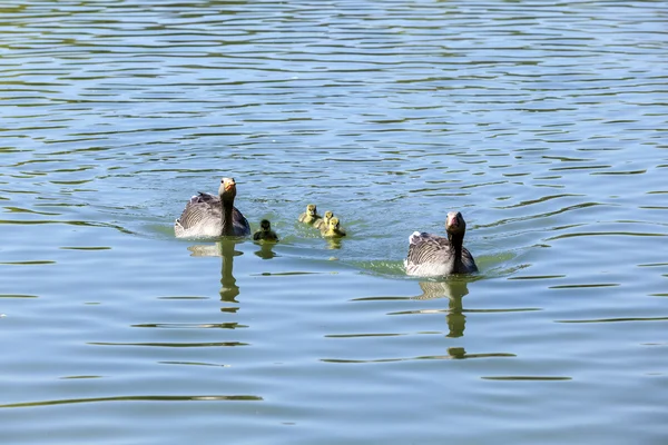 Göl güneşli bir ördek ailesi — Stok fotoğraf