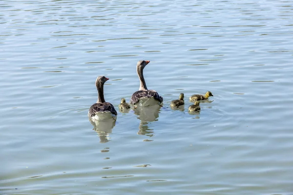 Anka familj på en solig dag på sjön — Stockfoto