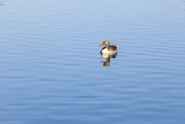 Ducks enjoy the lake in the english garden — Stock Photo, Image