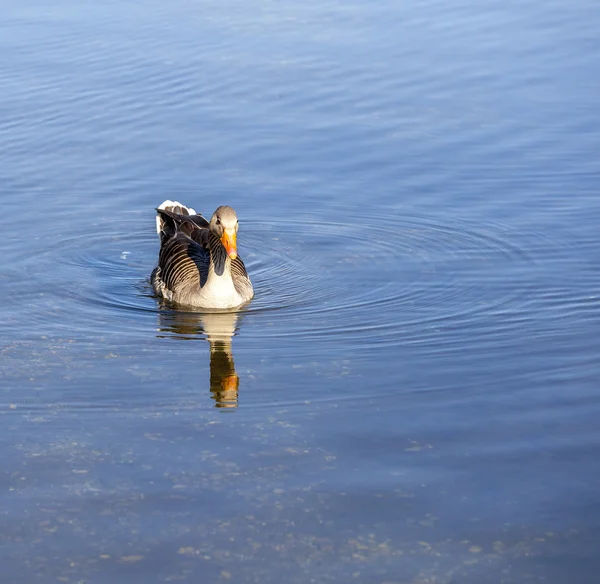 Canard famille par une journée ensoleillée sur le lac — Photo