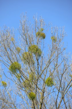 Ökseotu ağaç üzerinde