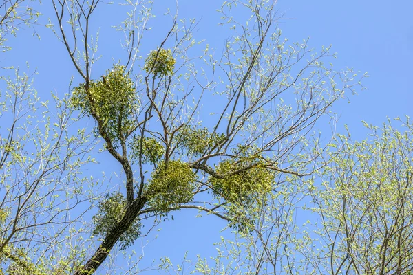 Ökseotu ağaç üzerinde — Stok fotoğraf