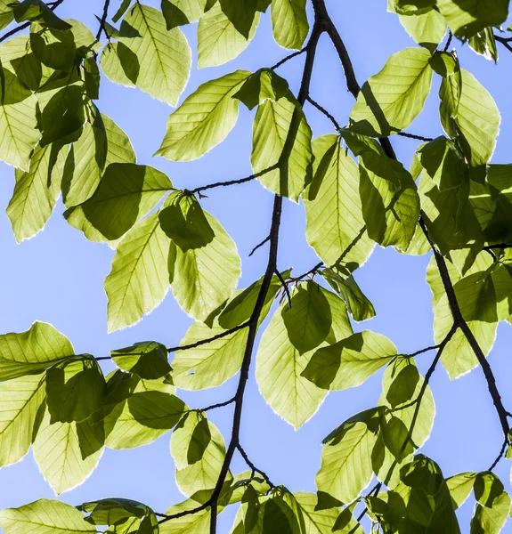 Leaves and sky — Stock Photo, Image