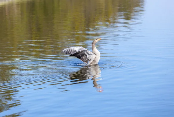 アヒルは、英国の庭湖をお楽しみください。 — ストック写真