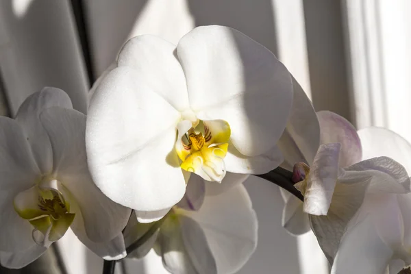 Flowers of white orchidFlowers of white orchid — Stock Photo, Image