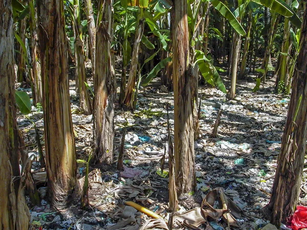 El bosque de palmas está cubierto de residuos, bolsas de plástico, basura — Foto de Stock