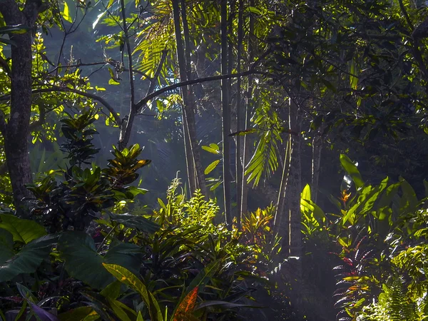 Nascer do sol em Ubud no bambu e palmeiras — Fotografia de Stock