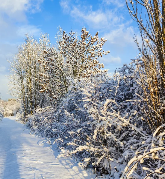 Trees in winter in snow — Stock Photo, Image