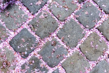 bir ağacın pembe çiçeği